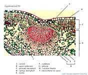 08_Ligustrum x100_labels.jpg